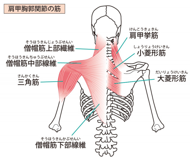 肩周り筋肉・骨格のイラスト