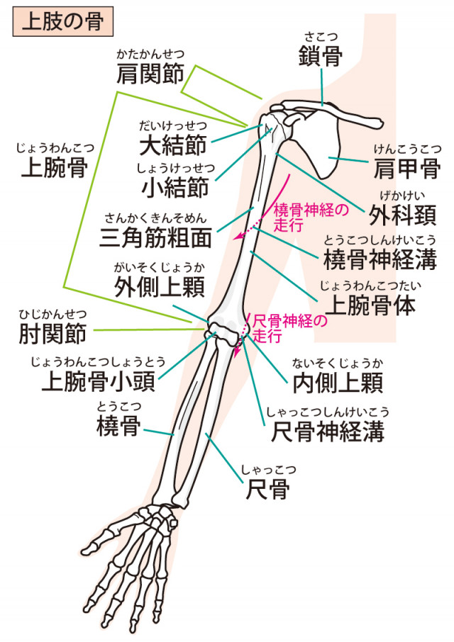 テニス肘とは?