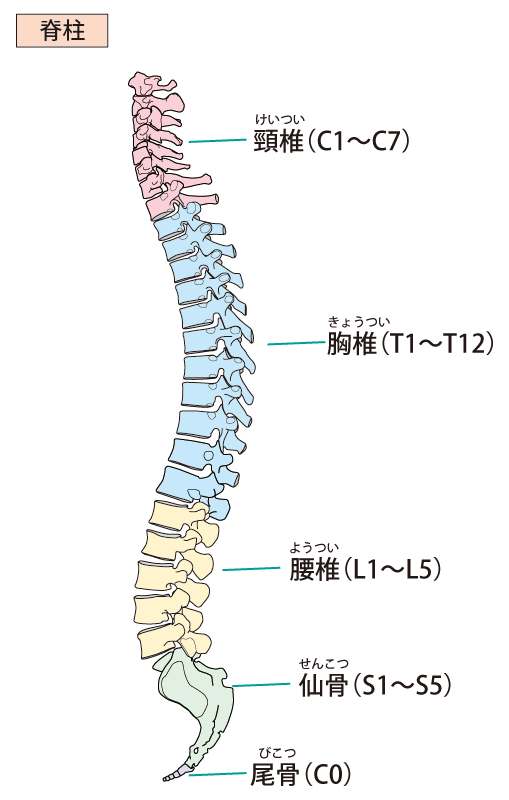 顎関節症へのアプローチとは?