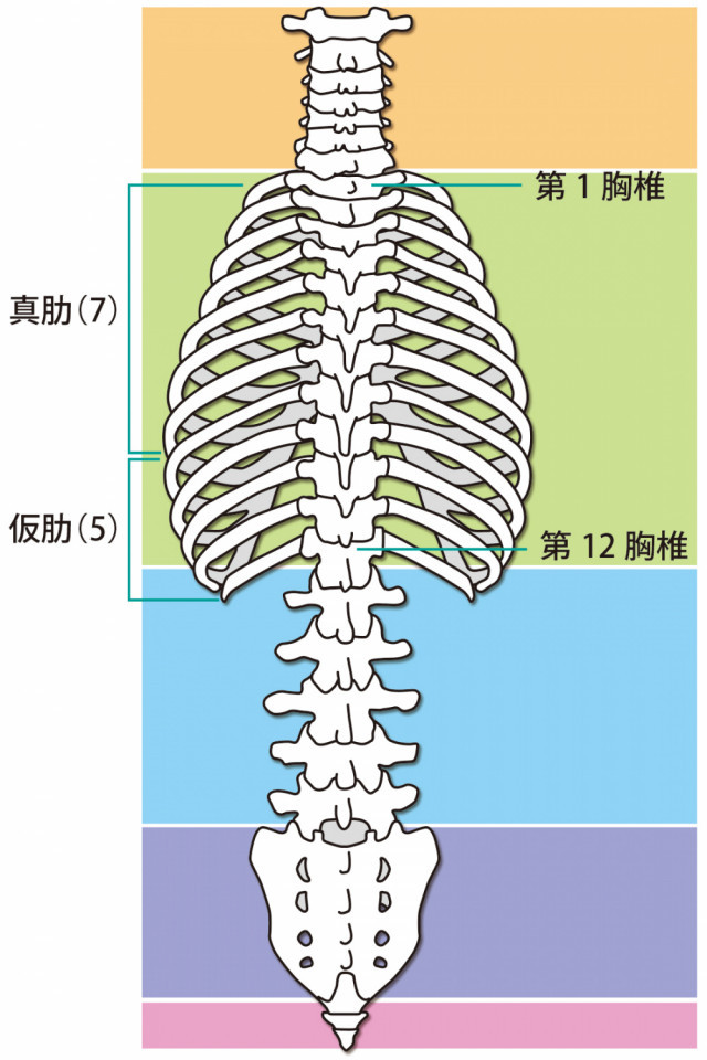 肋間神経痛とは?