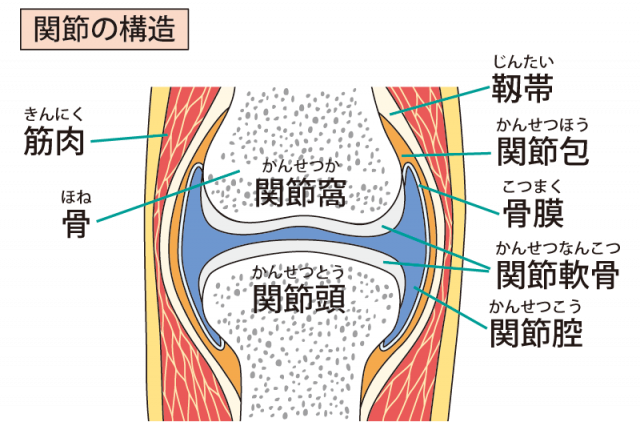 変形性膝関節症とは
